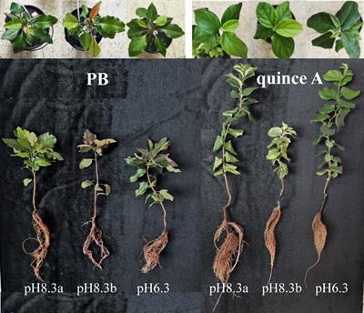 Bicarbonate rather than high pH in growth medium induced Fe-deficiency chlorosis in dwarfing rootstock quince A (Cydonia oblonga Mill.) but did not impair Fe nutrition of vigorous rootstock Pyrus betulifolia